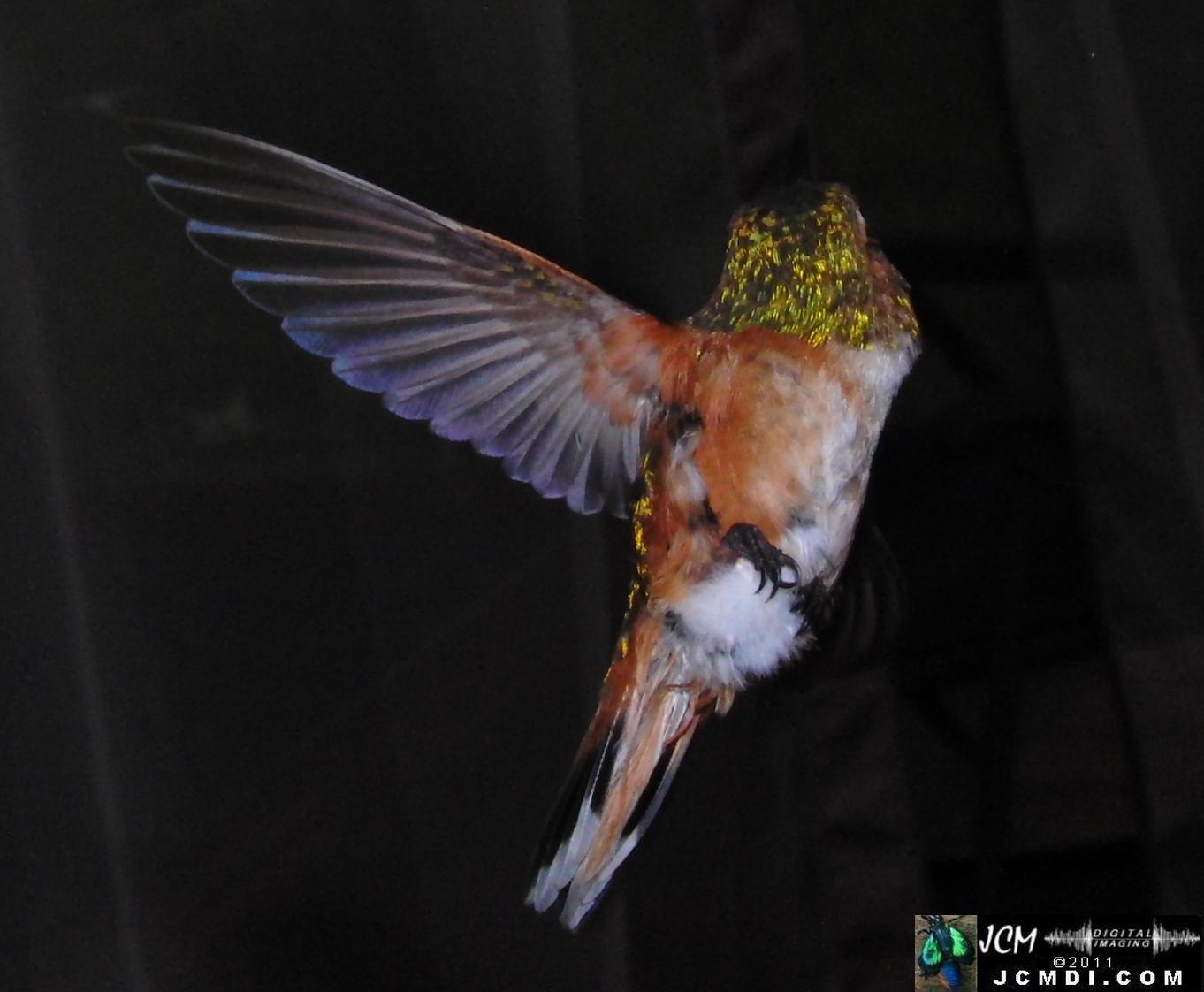 Hummingbird photo captured from Robo-Cam Motion Detection at JCMDI.COM